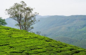 munnar.tea.000.plantations